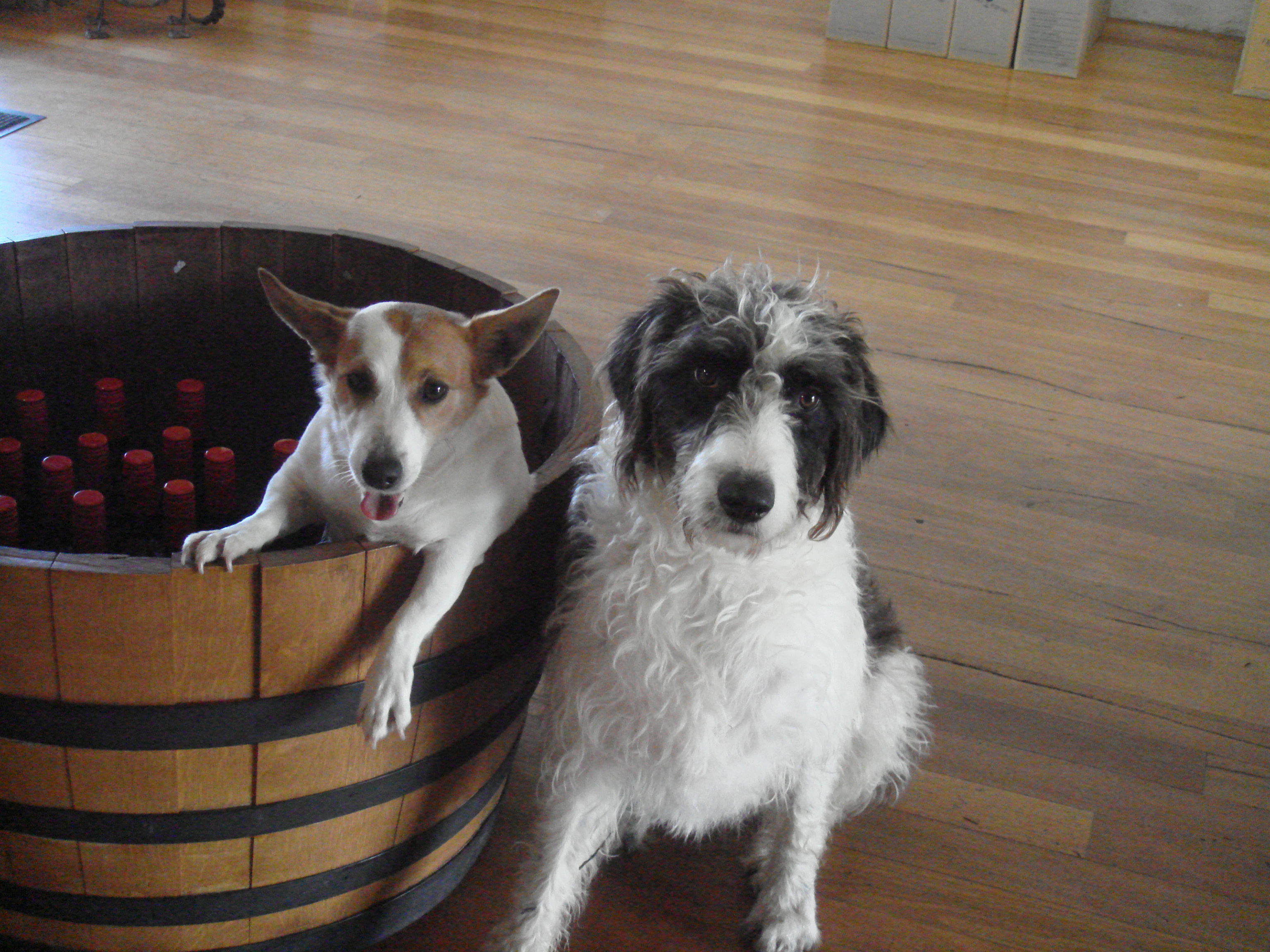 Cape Naturaliste dogs in a barrel